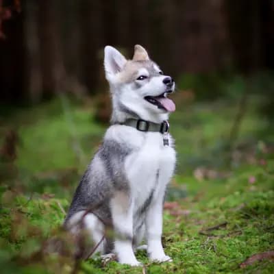 Galerie-Bild von F3 Pomsky Welpen aus privater Hundezucht in München in Bayern, mit Eindrücken unserer Pomsky-Zucht.