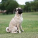 Foto der Rasse Mops