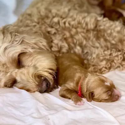 Bild aus Heart & Soul Doodles Australian Labradoodles in Nordrhein-Westfalen, wo unsere Australian Labradoodle-Hunde in einer liebevollen Umgebung aufwachsen.