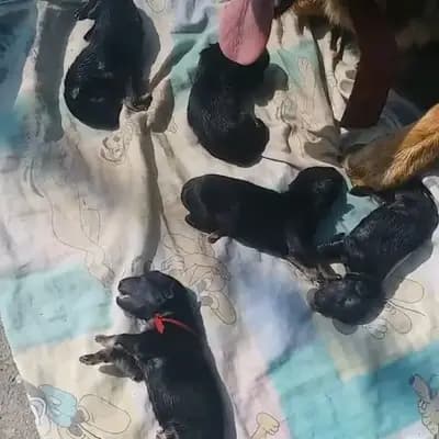 5 wunderschöne Welpen sind geboren!