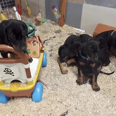 Bild aus Von der Sickingerburg in Rheinland-Pfalz, wo unsere Dobermann-Hunde in einer liebevollen Umgebung aufwachsen.
