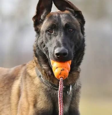 Foto von Anton, einem geretteten Malinois in Berlin.