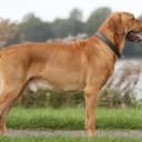 Foto der Rasse Broholmer