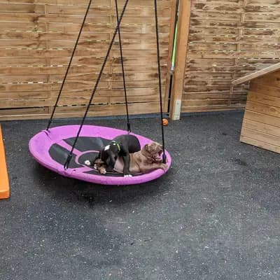 Bild aus Deutsche Doggen von AmasuDiamonds  in Thüringen, wo unsere Deutsche Dogge-Hunde in einer liebevollen Umgebung aufwachsen.