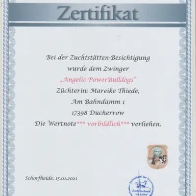 Bild aus Angelic Power Bulldogs und vom Yangbajain-Tal in Mecklenburg-Vorpommern, wo unsere Shih Tzu-Hunde in einer liebevollen Umgebung aufwachsen.