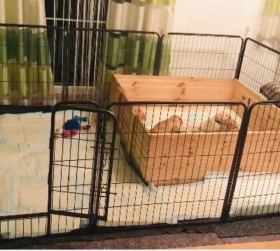 Bild aus Pippi Langstrumf‘s in Bayern, wo unsere Pudel (Toy)-Hunde in einer liebevollen Umgebung aufwachsen.