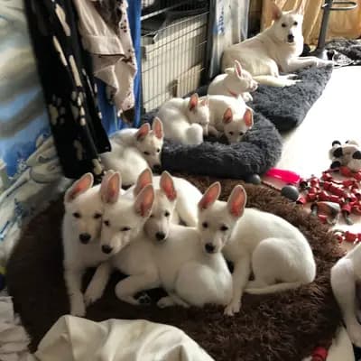 Galerie-Bild von Vom Rehgraben  in Brandenburg, mit Eindrücken unserer Weißer Schweizer Schäferhund-Zucht.