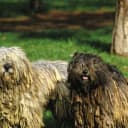 Foto der Rasse Bergamasker Hirtenhund