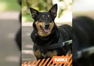 Niki