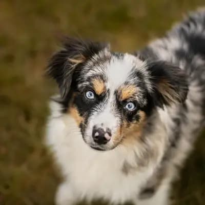 Titelbild von Von den golden aussies in Rheinland-Pfalz, Heimat unserer American Leopard Hound-Zucht.