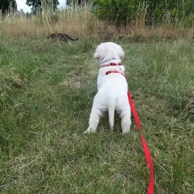 Bild aus Therapie- und Assistenzhunde von MacGold in Sachsen-Anhalt, wo unsere Golden Retriever-Hunde in einer liebevollen Umgebung aufwachsen.