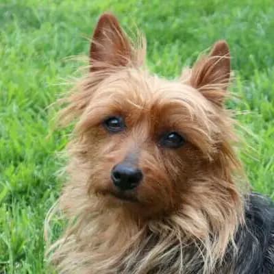 Galerie-Bild von Lesnoy's Australian Terrier in Nordrhein-Westfalen, mit Eindrücken unserer Australian Terrier-Zucht.