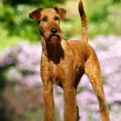 Titelbild von Cú Chulainn's Irish Terrier in , Heimat unserer Irish Terrier-Zucht.