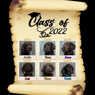 Galerie-Bild von ChocoDoodle in Niedersachsen, mit Eindrücken unserer Labradoodle (Labrador x Pudel)-Zucht.