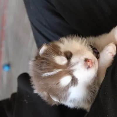 Galerie-Bild von Bright Little Bear  in Niedersachsen, mit Eindrücken unserer Siberian Husky-Zucht.