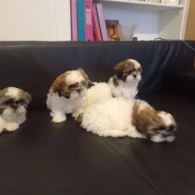 Bild aus Cotirlet Gheorghe  in Hessen, wo unsere Shih Tzu-Hunde in einer liebevollen Umgebung aufwachsen.