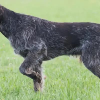 Foto von Wanja, einem Deutsch Drahthaar-Elternhund in Nordrhein-Westfalen.