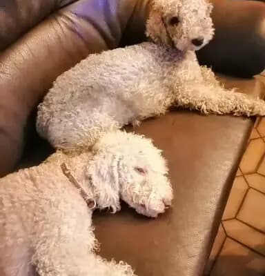Bild aus The Bushwalker  in Niedersachsen, wo unsere Bedlington Terrier-Hunde in einer liebevollen Umgebung aufwachsen.
