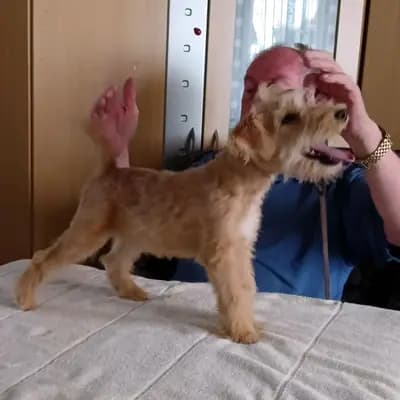 Chester vom Amur – Lakeland Terrier Welpe, Sachsen-Anhalt, 由...饲养 Lakeland Terrier vom Amur
