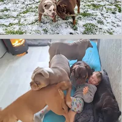 Bild aus Heartbreaker-Bulldogs  in Sachsen-Anhalt, wo unsere Old English Bulldog-Hunde in einer liebevollen Umgebung aufwachsen.
