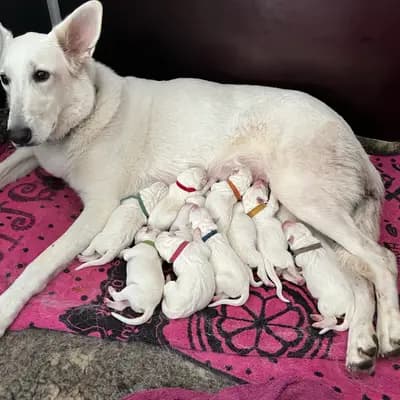 Galerie-Bild von Vom Tal der weissen Ruhrwölfe in Nordrhein-Westfalen, mit Eindrücken unserer Weißer Schweizer Schäferhund-Zucht.