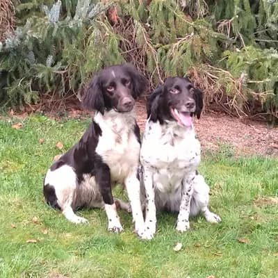Foto von Amy und ary, einem Kleiner Münsterländer-Elternhund in Nordrhein-Westfalen.