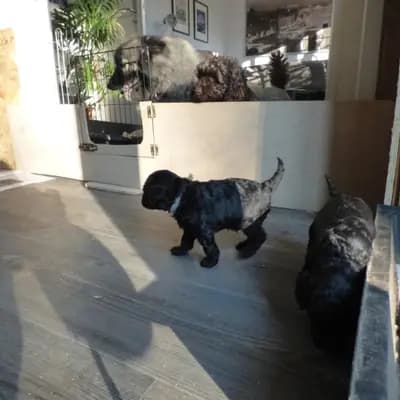 Bild aus Pudelzucht von der Jade in Niedersachsen, wo unsere Zwergpudel-Hunde in einer liebevollen Umgebung aufwachsen.