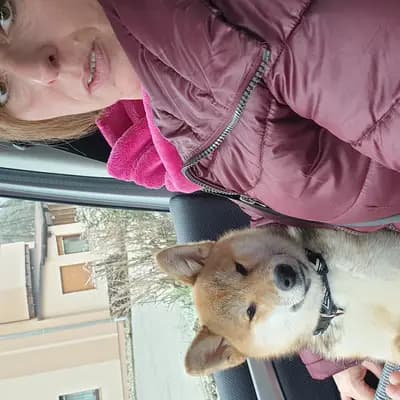 Bild aus LENA OD MURE in Gespanschaft Međimurje, wo unsere Shiba Inu-Hunde in einer liebevollen Umgebung aufwachsen.