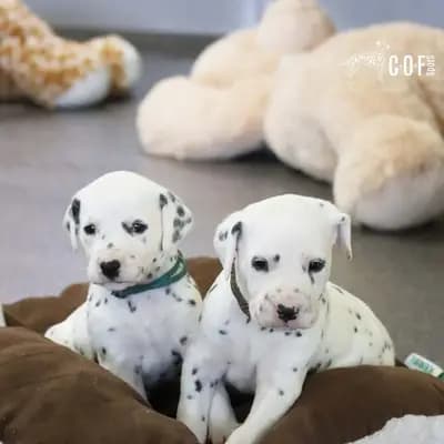 Bild aus COF Spots Dalmatiner in Niedersachsen, wo unsere Dalmatiner-Hunde in einer liebevollen Umgebung aufwachsen.