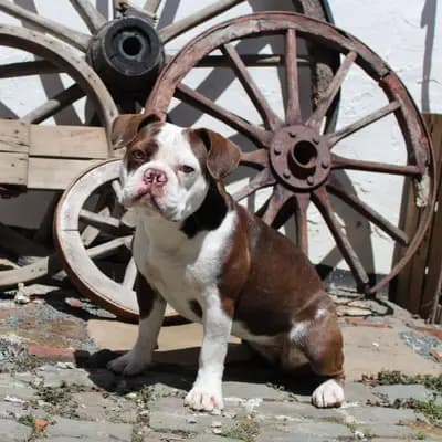 Galerie-Bild von Active Bulldogs in Rheinland-Pfalz, mit Eindrücken unserer Französische Bulldogge-Zucht.