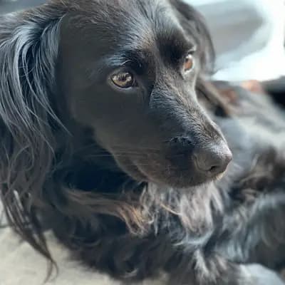 Foto von Lucy-Lou, einem Mischlingshunde-Elternhund in Salzburg.
