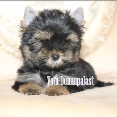 Yorkshire Terrier Welpen aus seriöser Hundezucht. – Yorkshire Terrier Welpe, Bayern, 由...饲养 Hundezucht vom Donaupalast