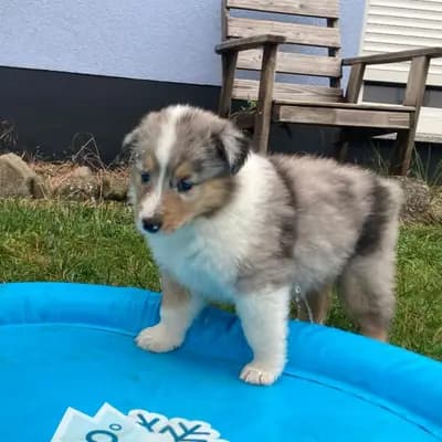 Bild aus Colliezucht 'Of Passion'  in Niedersachsen, wo unsere Collie (Langhaar)-Hunde in einer liebevollen Umgebung aufwachsen.