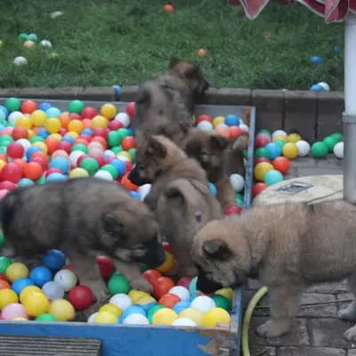 Bild aus Eurasier vom Sitara  in Nordrhein-Westfalen, wo unsere Eurasier-Hunde in einer liebevollen Umgebung aufwachsen.