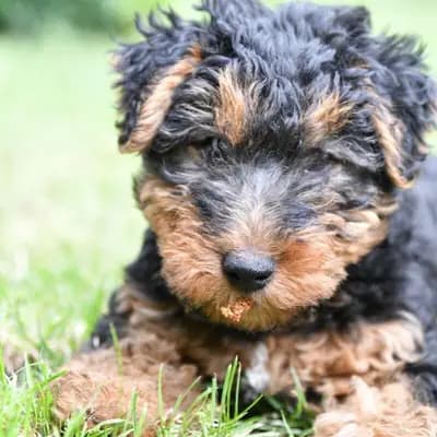 WelshTerrier Welpen | Hündin – Welsh Terrier Welpe, Sachsen-Anhalt, Yetiştirildi von der Passion