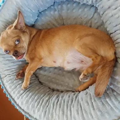 Bild aus Chihuahua vom Glückstal  in Bayern, wo unsere Chihuahua-Hunde in einer liebevollen Umgebung aufwachsen.