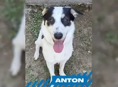 Anton