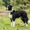 Foto der Rasse Bordoodle