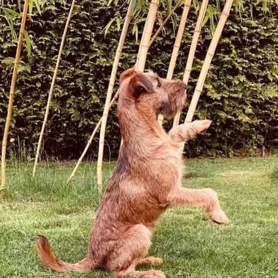 Galerie-Bild von CATCH-ME-BANDITS  in Schleswig-Holstein, mit Eindrücken unserer Irish Terrier-Zucht.