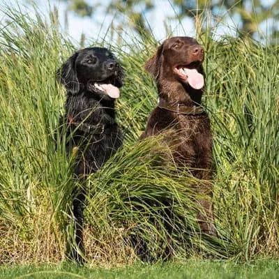 Galerie-Bild von Flat Coated Retriever von Equinox in Rheinland-Pfalz, mit Eindrücken unserer Flat Coated Retriever-Zucht.