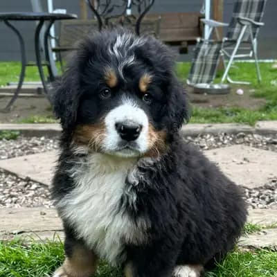 Hobbit – Berner Sennenhund Welpe, Mecklenburg-Vorpommern, 由...饲养 Bernersennenhunde vom Schimmerhof 