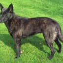 Foto der Rasse Holländischer Schäferhund (Kurzhaar)