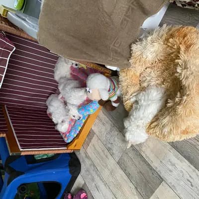 Galerie-Bild von Mengercotons in Nordrhein-Westfalen, mit Eindrücken unserer Coton de Tulear-Zucht.