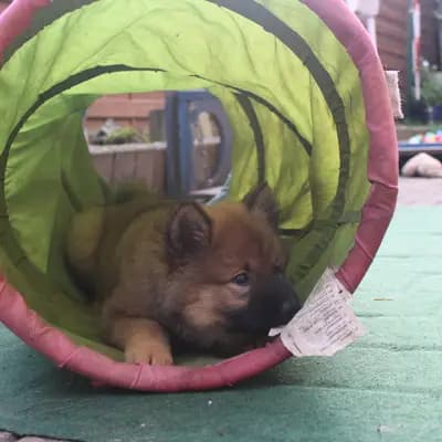 Bild aus Eurasier vom Sitara  in Nordrhein-Westfalen, wo unsere Eurasier-Hunde in einer liebevollen Umgebung aufwachsen.