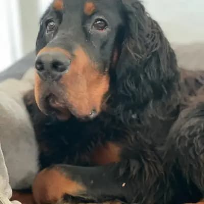 Galerie-Bild von Black Devil´s in Bayern, mit Eindrücken unserer Gordon Setter-Zucht.