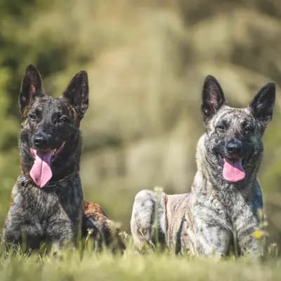 Galerie-Bild von Holländische Schäferhunde od Zlaté Sovy in Nordrhein-Westfalen, mit Eindrücken unserer Hollandse Herdershond (Holländischer Schäferhund)-Zucht.