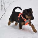 Foto der Rasse Deutscher Jagdterrier