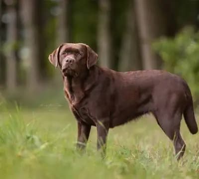 H...vom Hisselsberg (Schwarz) – Labrador Retriever Welpe, Hessen, 由...饲养 Labrador Retriever vom Hisselsberg 