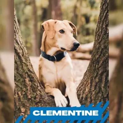 Clementine