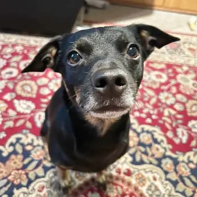 Foto von Hugo, einem geretteten Deutscher Pinscher in Berlin.